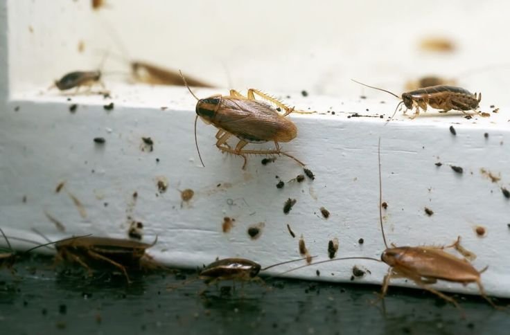 Cockroach control and cockroach pest treatment in Muscat Oman