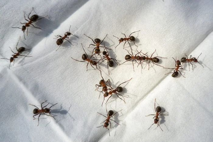 Ant control and ant pest treatment in Muscat Oman