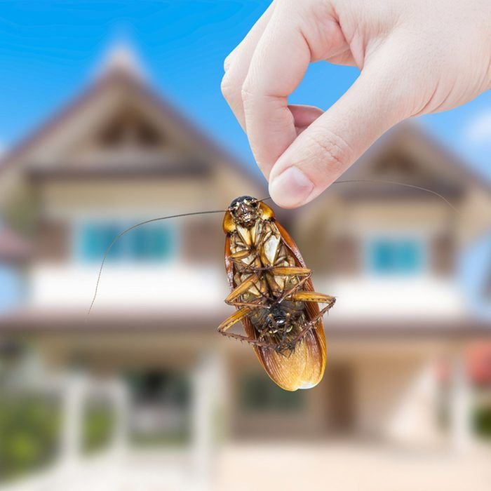 Professional pest control service in Muscat Oman