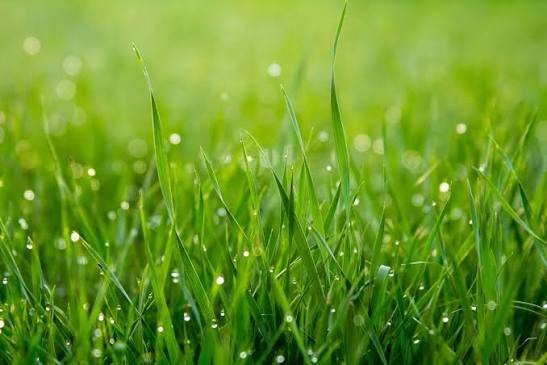 Artificial grass villa backyard installation in Al Khuwair, Muscat
